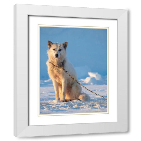Sled dog during winter in Uummannaq in Greenland Dog teams are still draft animals White Modern Wood Framed Art Print with Double Matting by Zwick, Martin
