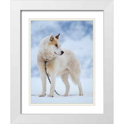 Sled dog during winter in Uummannaq in Greenland Dog teams are still draft animals White Modern Wood Framed Art Print with Double Matting by Zwick, Martin