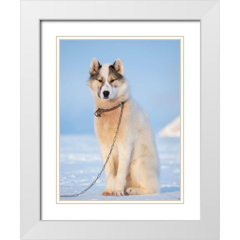 Sled dog during winter in Uummannaq in Greenland Dog teams are still draft animals White Modern Wood Framed Art Print with Double Matting by Zwick, Martin