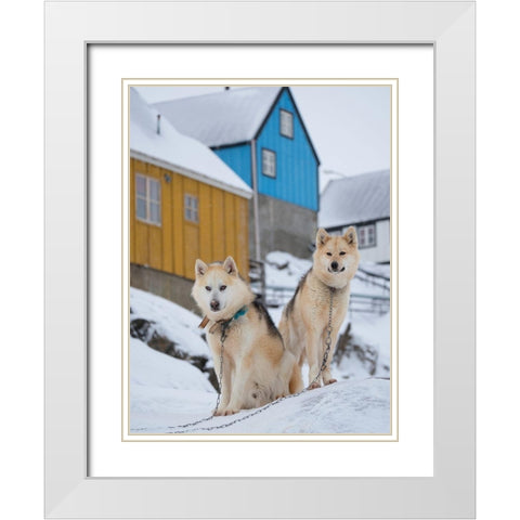 Sled dog during winter in Uummannaq in Greenland Dog teams are still draft animals White Modern Wood Framed Art Print with Double Matting by Zwick, Martin