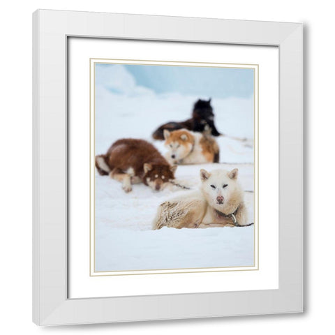 Sled dog during winter in Uummannaq in Greenland  White Modern Wood Framed Art Print with Double Matting by Zwick, Martin