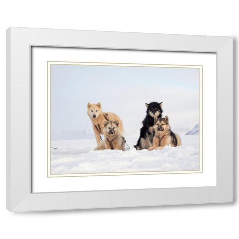 Sled dog during winter in Uummannaq in Greenland  White Modern Wood Framed Art Print with Double Matting by Zwick, Martin