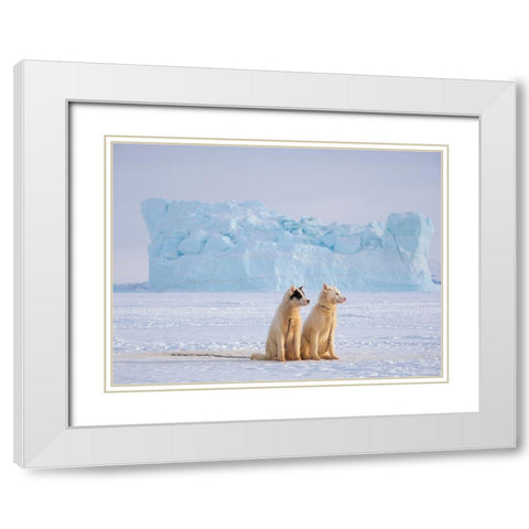 Sled dog during winter in Uummannaq in Greenland  White Modern Wood Framed Art Print with Double Matting by Zwick, Martin