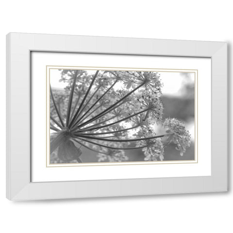 Alaska, Glacier Bay Cow parsnip in Bartlett Cove White Modern Wood Framed Art Print with Double Matting by Paulson, Don