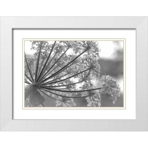 Alaska, Glacier Bay Cow parsnip in Bartlett Cove White Modern Wood Framed Art Print with Double Matting by Paulson, Don