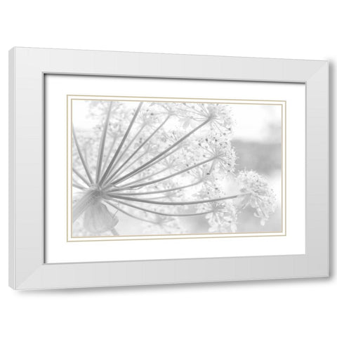 Alaska, Glacier Bay Cow parsnip in Bartlett Cove White Modern Wood Framed Art Print with Double Matting by Paulson, Don
