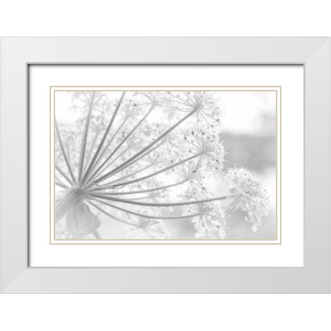 Alaska, Glacier Bay Cow parsnip in Bartlett Cove White Modern Wood Framed Art Print with Double Matting by Paulson, Don