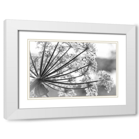 Alaska, Glacier Bay Cow parsnip in Bartlett Cove White Modern Wood Framed Art Print with Double Matting by Paulson, Don