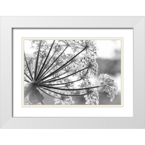Alaska, Glacier Bay Cow parsnip in Bartlett Cove White Modern Wood Framed Art Print with Double Matting by Paulson, Don