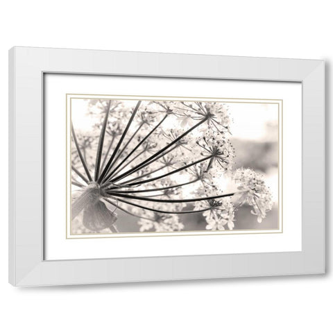Alaska, Glacier Bay Cow parsnip in Bartlett Cove White Modern Wood Framed Art Print with Double Matting by Paulson, Don