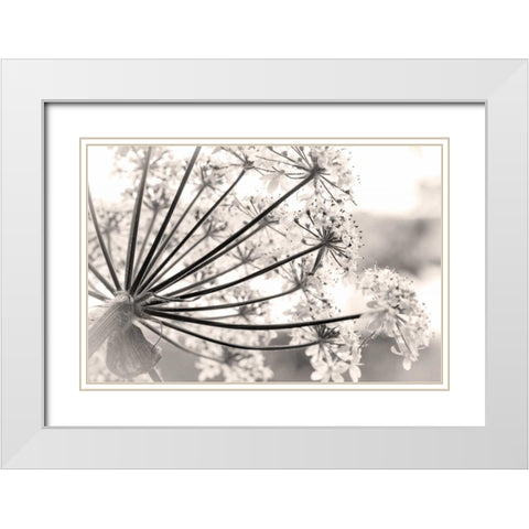 Alaska, Glacier Bay Cow parsnip in Bartlett Cove White Modern Wood Framed Art Print with Double Matting by Paulson, Don