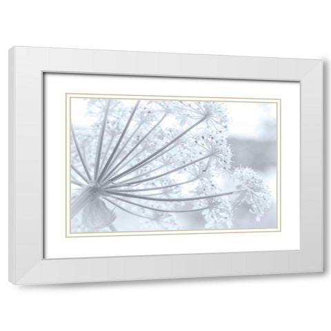 Alaska, Glacier Bay Cow parsnip in Bartlett Cove White Modern Wood Framed Art Print with Double Matting by Paulson, Don