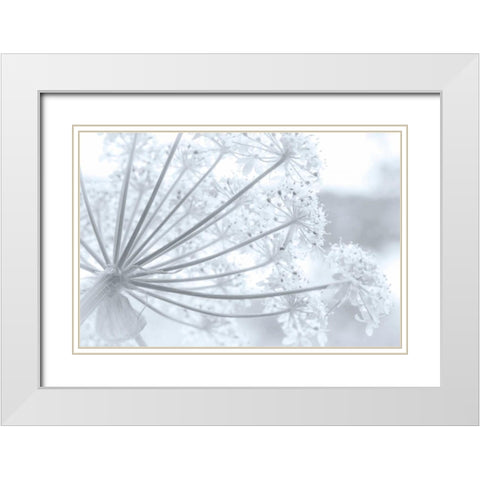 Alaska, Glacier Bay Cow parsnip in Bartlett Cove White Modern Wood Framed Art Print with Double Matting by Paulson, Don