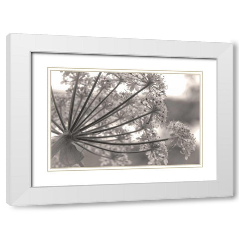 Alaska, Glacier Bay Cow parsnip in Bartlett Cove White Modern Wood Framed Art Print with Double Matting by Paulson, Don