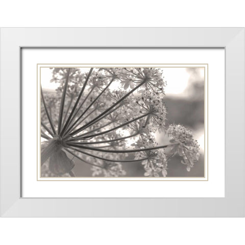 Alaska, Glacier Bay Cow parsnip in Bartlett Cove White Modern Wood Framed Art Print with Double Matting by Paulson, Don