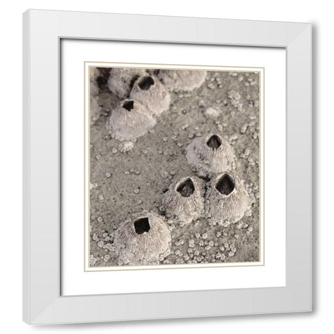 CA, San Diego, Barnacles in tide pools White Modern Wood Framed Art Print with Double Matting by Talbot Frank, Christopher