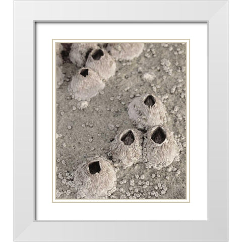 CA, San Diego, Barnacles in tide pools White Modern Wood Framed Art Print with Double Matting by Talbot Frank, Christopher