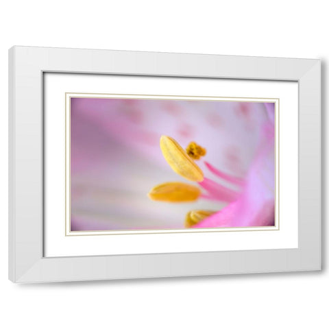 Pink lily flower White Modern Wood Framed Art Print with Double Matting by Jones, Adam