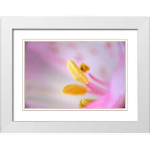 Pink lily flower White Modern Wood Framed Art Print with Double Matting by Jones, Adam