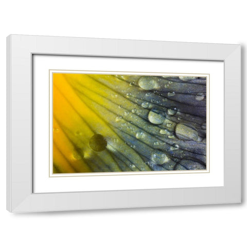 Iris petal with raindrops White Modern Wood Framed Art Print with Double Matting by Jones, Adam