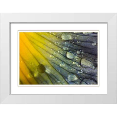 Iris petal with raindrops White Modern Wood Framed Art Print with Double Matting by Jones, Adam