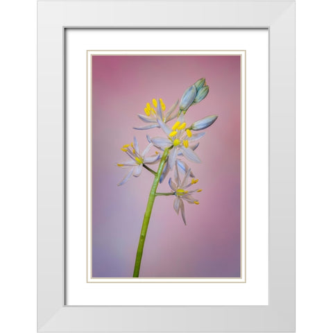 Wild hyacinth or Atlantic camas White Modern Wood Framed Art Print with Double Matting by Jones, Adam