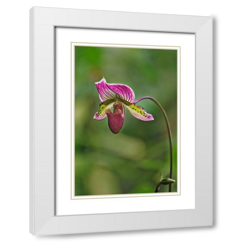 Lady slipper Orchid White Modern Wood Framed Art Print with Double Matting by Jones, Adam