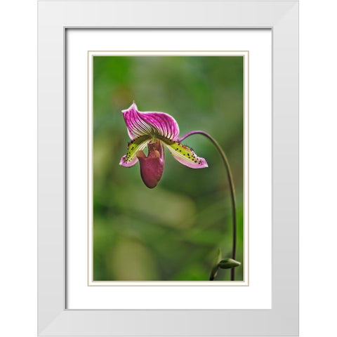 Lady slipper Orchid White Modern Wood Framed Art Print with Double Matting by Jones, Adam