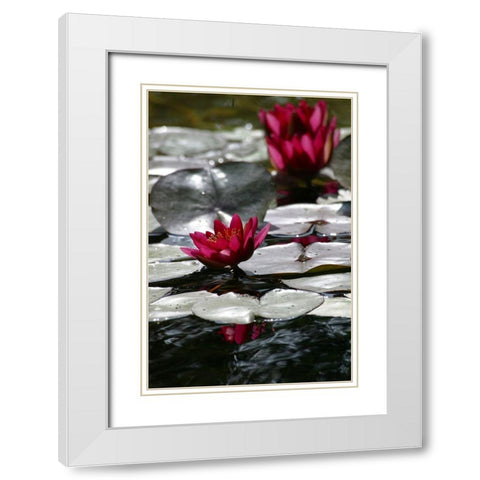 Waterlily White Modern Wood Framed Art Print with Double Matting by Miller, Anna