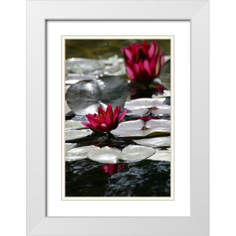 Waterlily White Modern Wood Framed Art Print with Double Matting by Miller, Anna