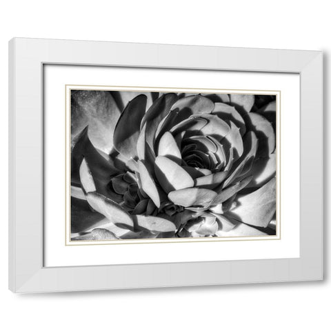 Closeup of a Succulent White Modern Wood Framed Art Print with Double Matting by Miller, Anna