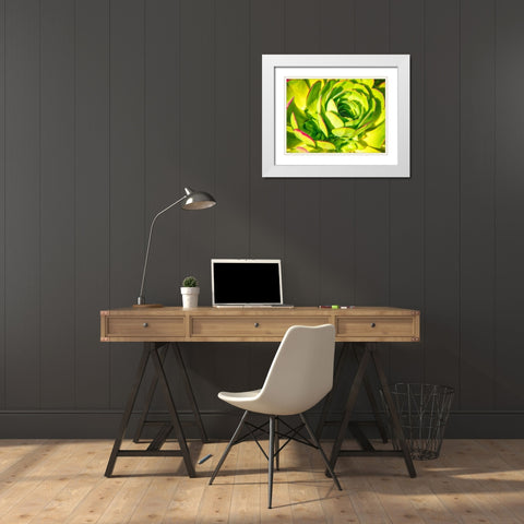 Closeup of a Succulent White Modern Wood Framed Art Print with Double Matting by Miller, Anna