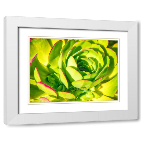 Closeup of a Succulent White Modern Wood Framed Art Print with Double Matting by Miller, Anna