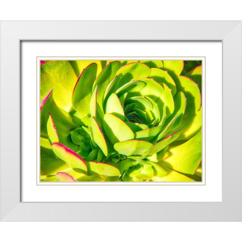 Closeup of a Succulent White Modern Wood Framed Art Print with Double Matting by Miller, Anna