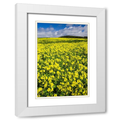Field of Flowers White Modern Wood Framed Art Print with Double Matting by Miller, Anna