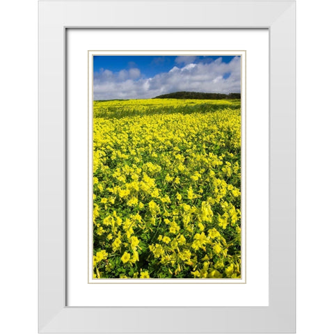 Field of Flowers White Modern Wood Framed Art Print with Double Matting by Miller, Anna