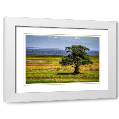 Lone Tree in Coastal Marshland White Modern Wood Framed Art Print with Double Matting by Miller, Anna