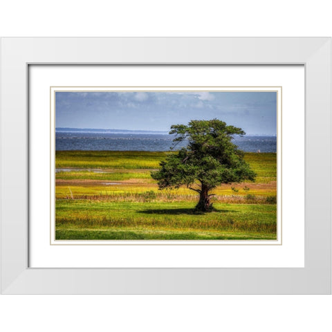 Lone Tree in Coastal Marshland White Modern Wood Framed Art Print with Double Matting by Miller, Anna