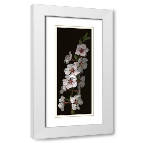 Cherry Blossom White Modern Wood Framed Art Print with Double Matting by Miller, Anna