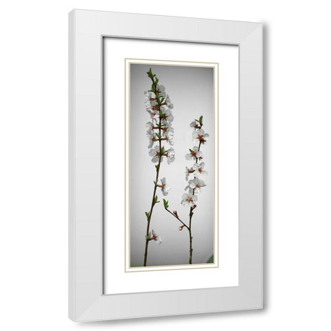 Cherry Blossom White Modern Wood Framed Art Print with Double Matting by Miller, Anna