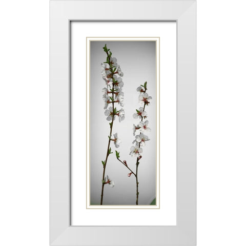 Cherry Blossom White Modern Wood Framed Art Print with Double Matting by Miller, Anna