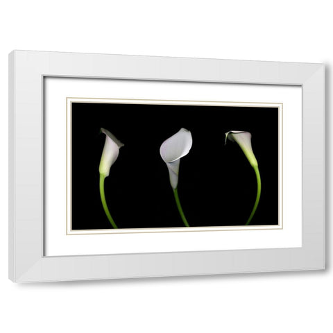 Calla Lily White Modern Wood Framed Art Print with Double Matting by Miller, Anna