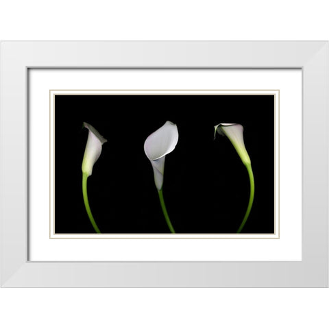 Calla Lily White Modern Wood Framed Art Print with Double Matting by Miller, Anna