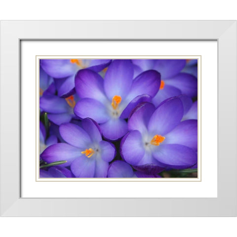 Purple Crocus Flowers White Modern Wood Framed Art Print with Double Matting by Miller, Anna