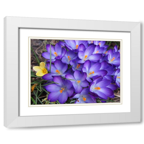 Purple Crocus Flowers White Modern Wood Framed Art Print with Double Matting by Miller, Anna