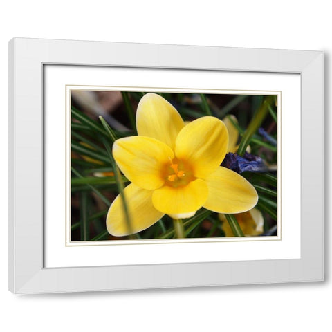 Yellow Crocus Flower White Modern Wood Framed Art Print with Double Matting by Miller, Anna