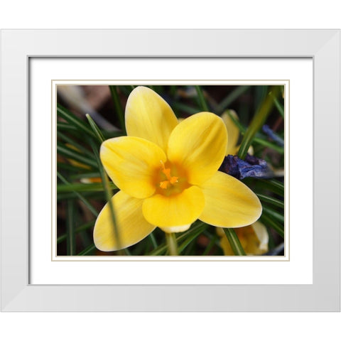 Yellow Crocus Flower White Modern Wood Framed Art Print with Double Matting by Miller, Anna