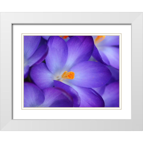 Purple Crocus Flowers White Modern Wood Framed Art Print with Double Matting by Miller, Anna