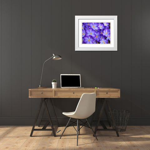 Purple Crocus Flowers White Modern Wood Framed Art Print with Double Matting by Miller, Anna