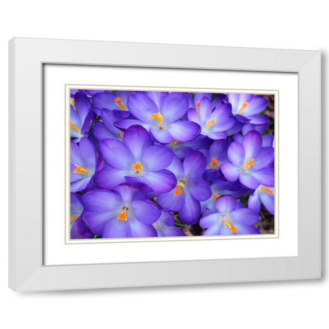 Purple Crocus Flowers White Modern Wood Framed Art Print with Double Matting by Miller, Anna
